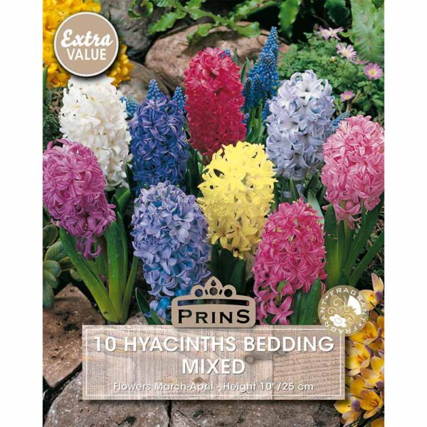Hyacinth Bedding Mixed 5 Bulbs