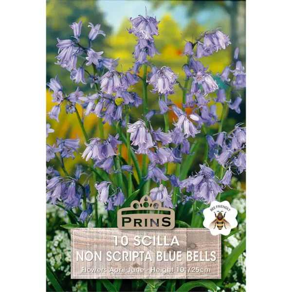 Hyacinth Scilla Non Scripta Blue Bells