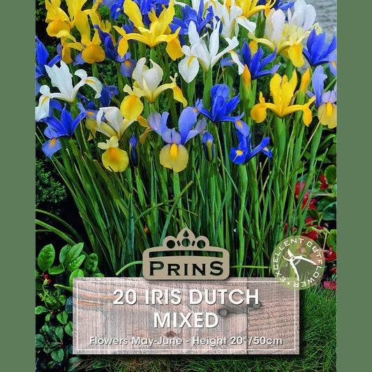 Iris Dutch Mixed