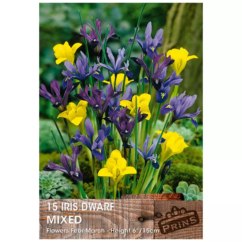 Iris Dwarf Mixed