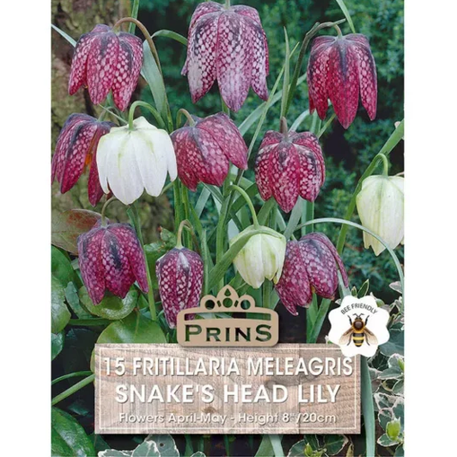Fritillaria Meleagris Smakes Head Lily