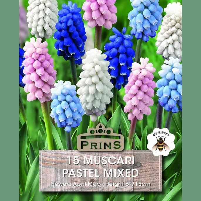 Muscari Pastel Mixed