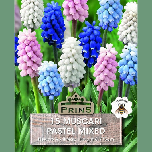 Muscari Pastel Mixed