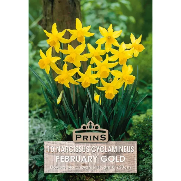 Narcissi February Gold