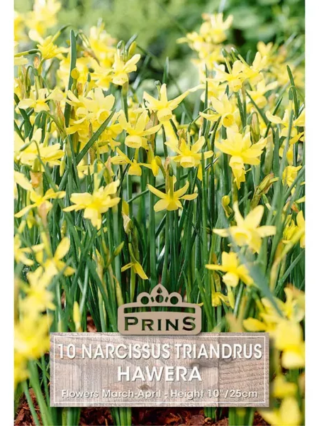 Narcissi Hawera
