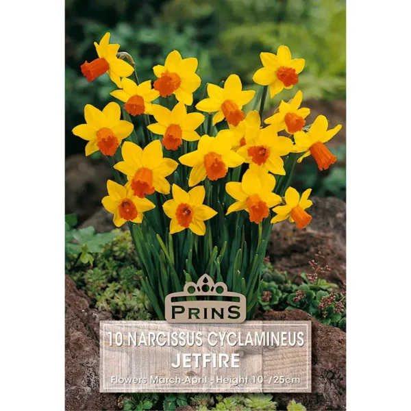 Narcissi Jetfire