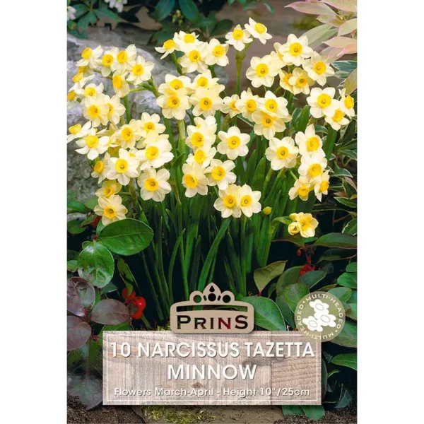 Narcissi Minnow