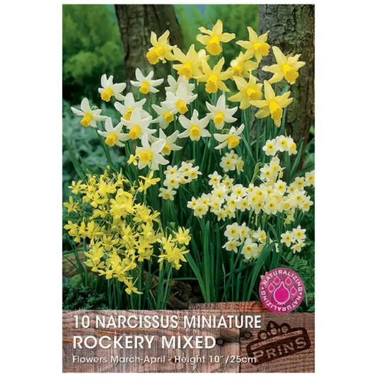 Narcissi Rockery Mixed