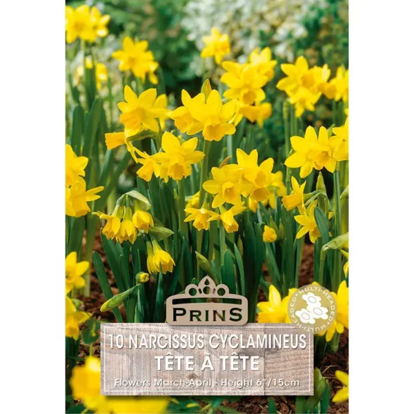 Narcissi Tete A Tete