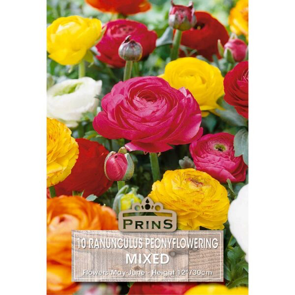 Ranunculus Peonyflowering Mixed Colours