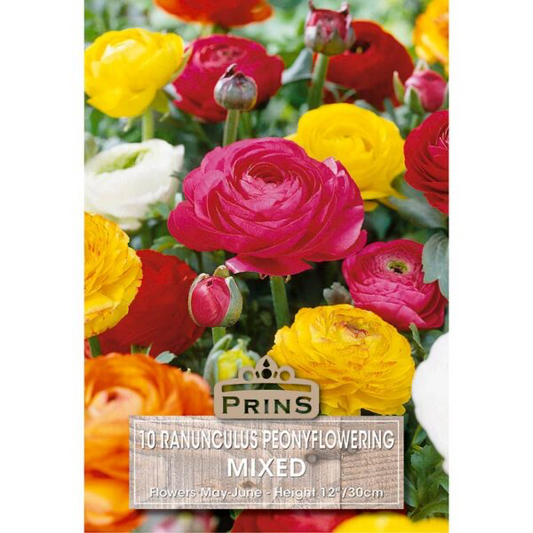 Ranunculus Peonyflowering Mixed Colours