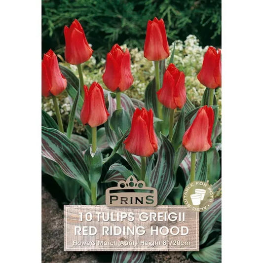 Tulip Greigii Red Riding Hood