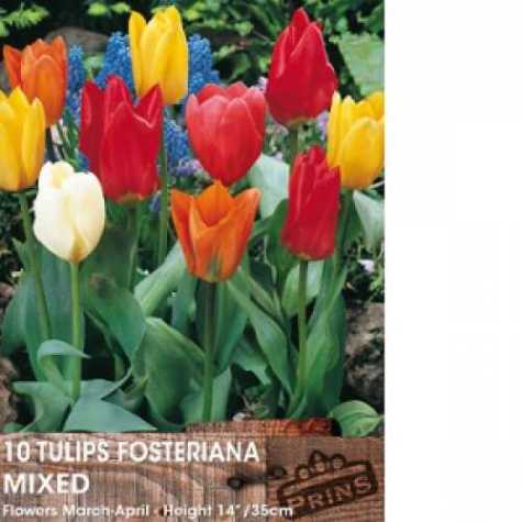 Tulip Fosteriana Mixed