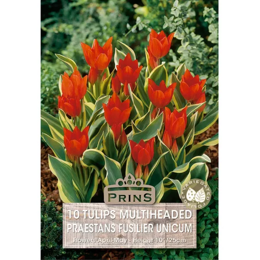 Tulip Multiheaded Praestans Fusilier Unicum
