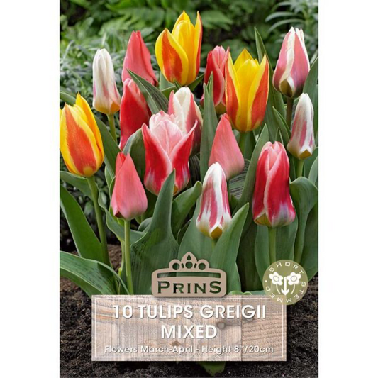 Tulip Griegii Mixed