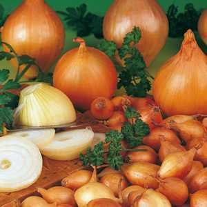 Japanese Onion Sets 50pk