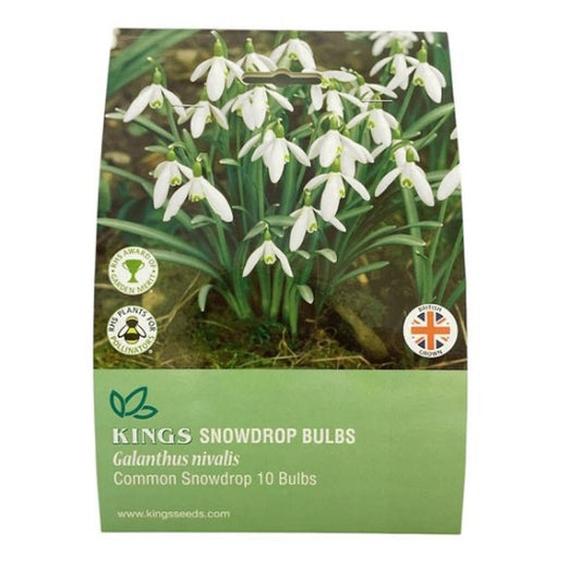 Snowdrop Bulbs Galanthus Nivalis Common Snowdrop