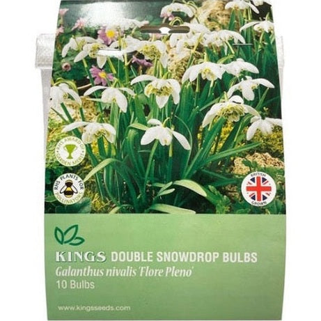 Snowdrop Bulbs Galanthus Nivalis 20 Double Snowdrop ‘Flore Pleno’