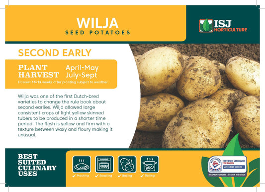 Wilja Seed Potatoes 2kg