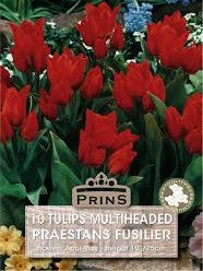 Tulip Multiheaded Praestans Fusilier