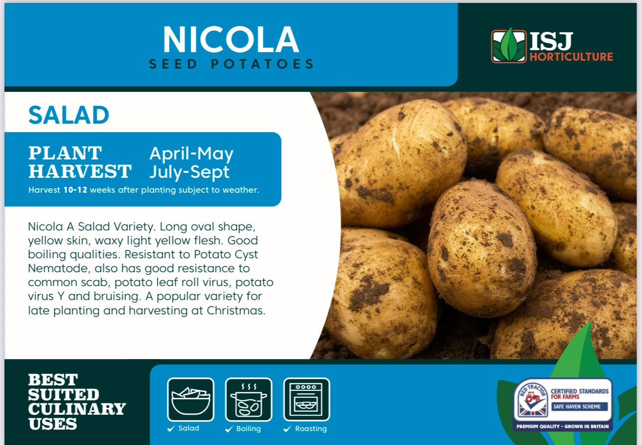 Nicola Seed Potatoes 2kg